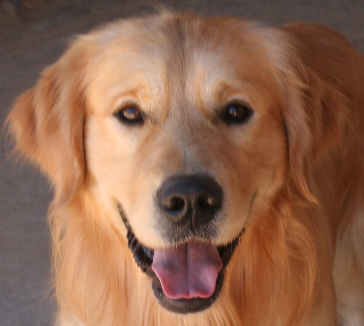 Star Crowned Goldens - The Boys - English Golden Retrievers